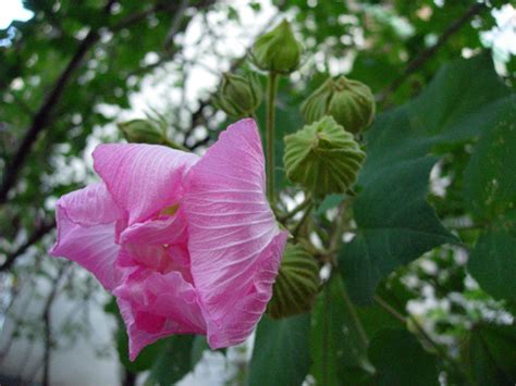 芙蓉樹|木芙蓉